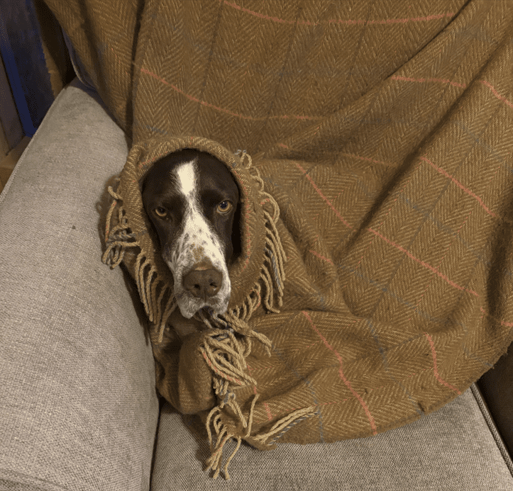 Hampshire Down tweed blanket ona farm dog